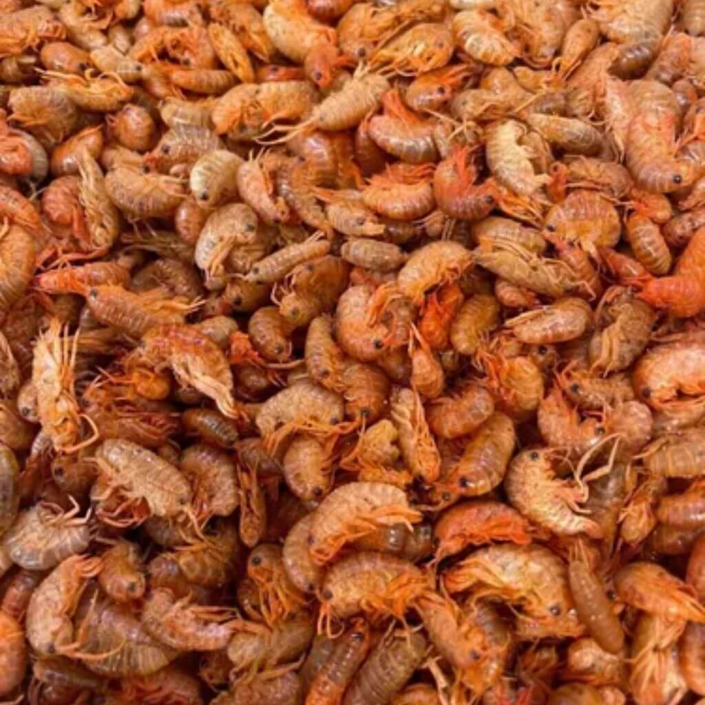Alimento para Tortugas Peces Pulgas