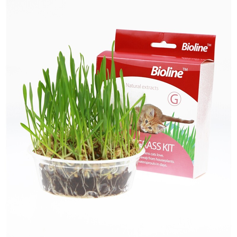 Bioline Cat Catnip Grass Kit Pasto para Gatos
