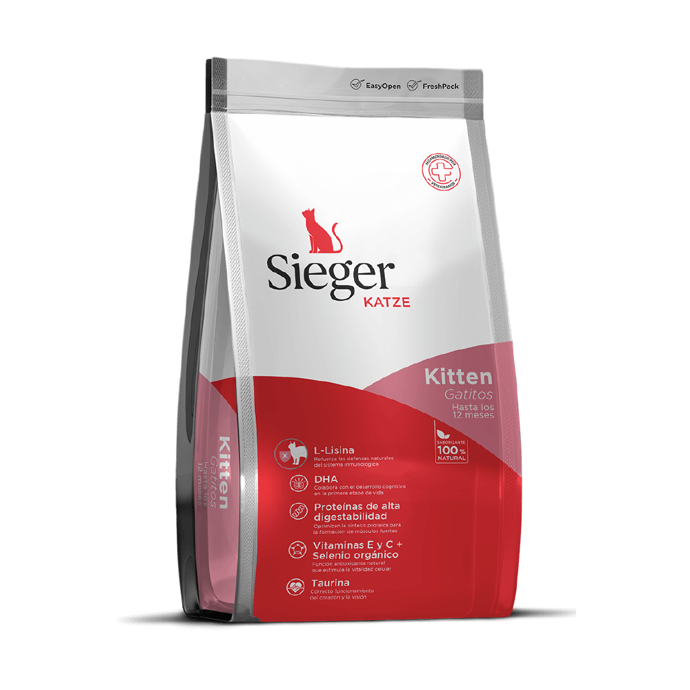 Sieger Katze Kitten